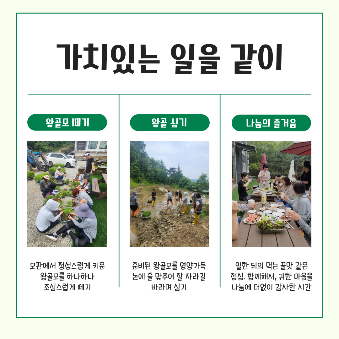 자원봉사 다녀왔어요(왕골심기)