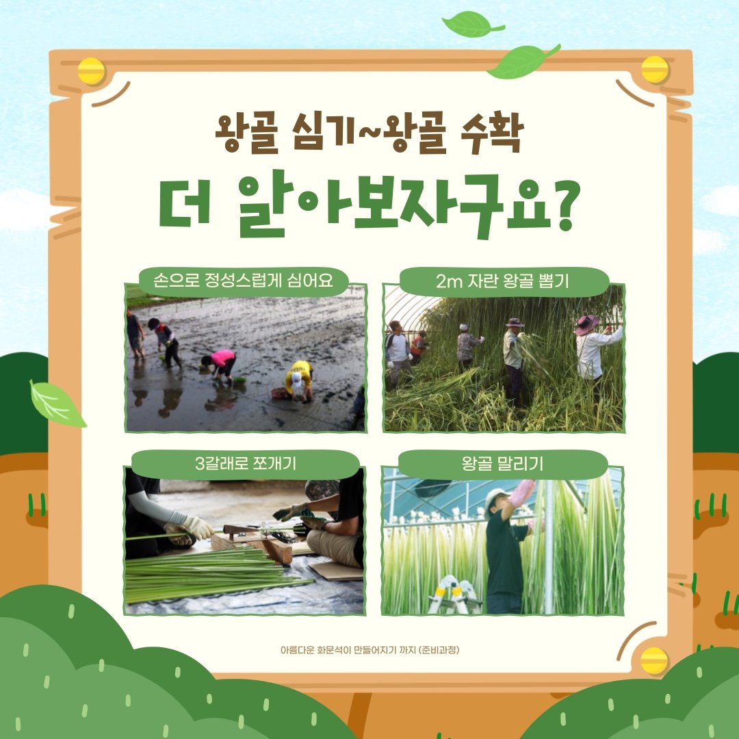 2025년 왕골심기 봉사